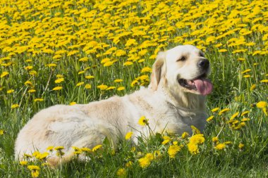 golden retriever karahindiba çayırda yalan