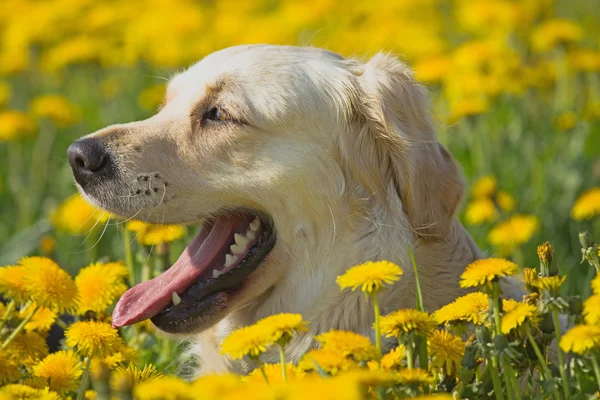 金毛猎犬的头部射击 — 图库照片