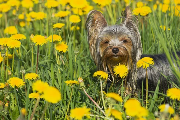 Yorkshire terrier in the dandelion meadow — Stock Photo, Image