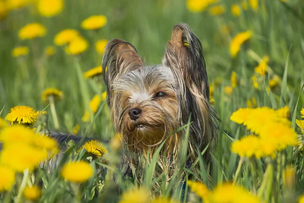 Yorkshire terrier in the dandelion meadow — Stock Photo, Image