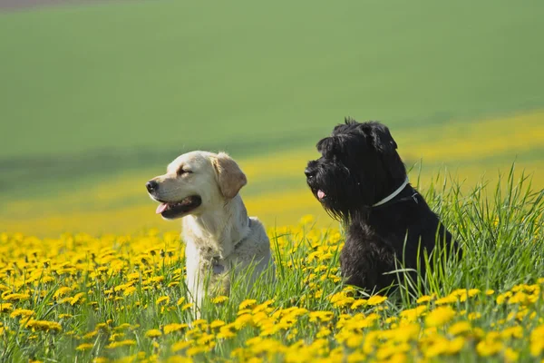 Golden Retriever y Big Black Schnauzer en el prado de dientes de león —  Fotos de Stock