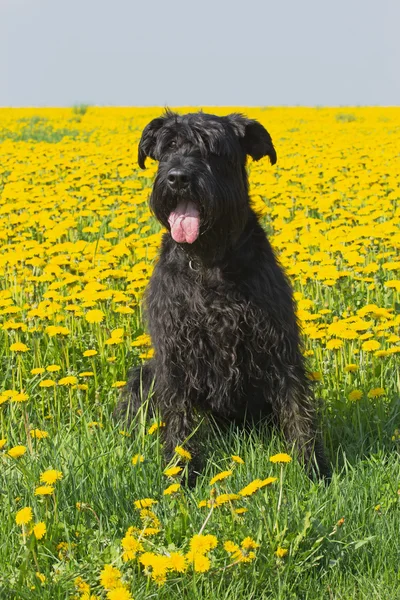 Big Black Schnauzer sitting in flower meadow — Stock Photo, Image