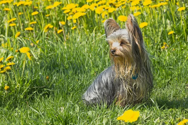 Yorkshire terrier in the dandelion meadow — Stock Photo, Image