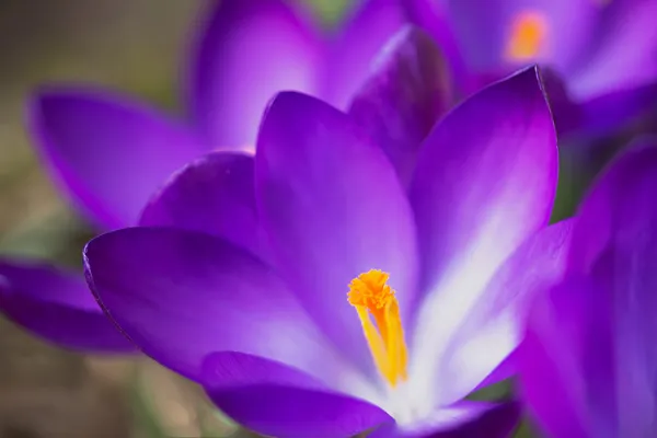 Vista detalhada das flores de açafrão roxo . — Fotografia de Stock