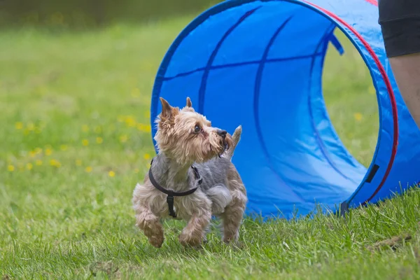 Yorkshire Terrier na competição de agilidade . — Fotografia de Stock