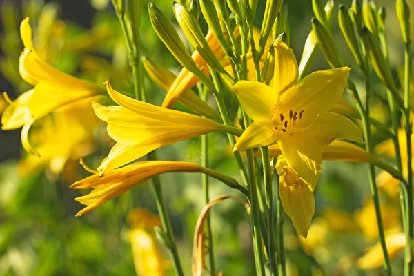 Λεμόνι daylily λουλούδι — Φωτογραφία Αρχείου