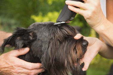 makine tarafından kesme büyük siyah schanuzer köpek