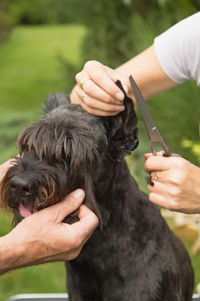 Cortar o cabelo nas orelhas do cão — Fotografia de Stock
