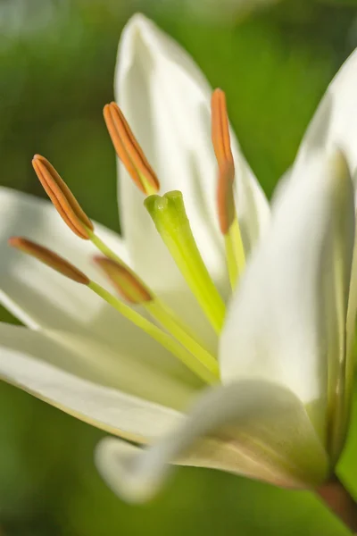 Vit Lilja blomma — Stockfoto