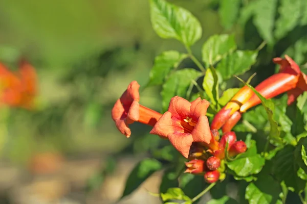Kwiat pomarańczowy trąbka — Zdjęcie stockowe