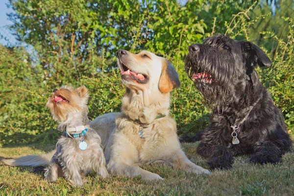 Mentir três cães está olhando em uma direção — Fotografia de Stock