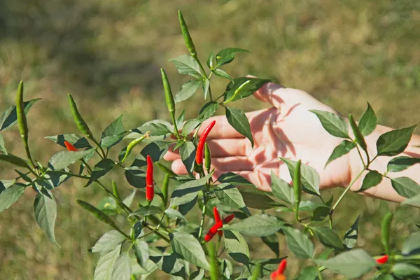 Chilli papričky pěstují doma — Stock fotografie