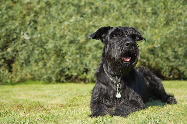 Μεγάλο μαύρο schnauzer σκύλο βρίσκεται στο γκαζόν — Φωτογραφία Αρχείου