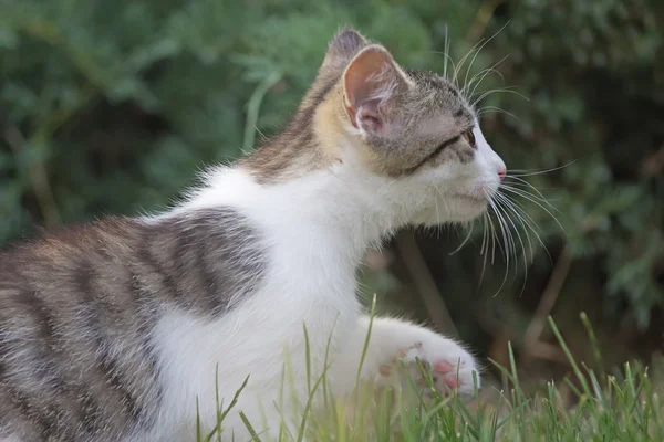 Gatinho branco e cinza no jardim . — Fotografia de Stock