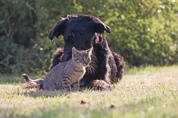 Big black schnauzer dog and grey kitten in the garden — Stock Photo, Image