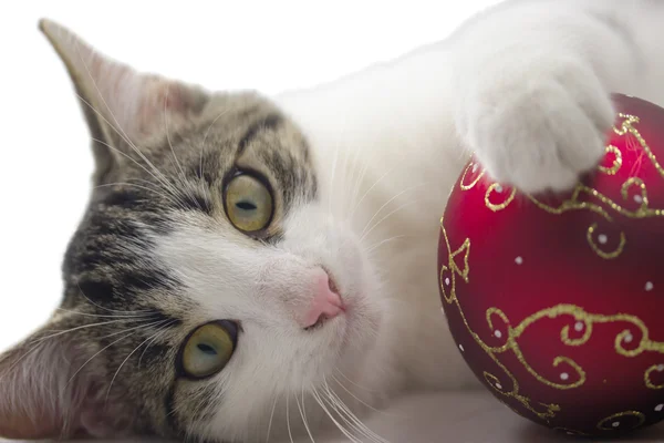 Μαύρο και άσπρο γατάκι παίζει με μια κόκκινη Χριστουγεννιάτικη μπάλα. — Φωτογραφία Αρχείου