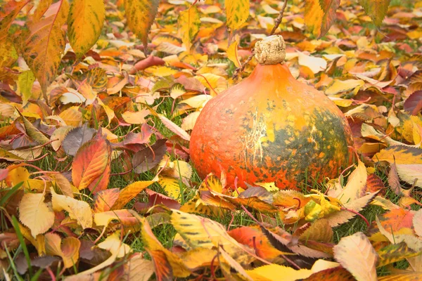 Pumpkin on fallen colorful leaves. — Stock Photo, Image