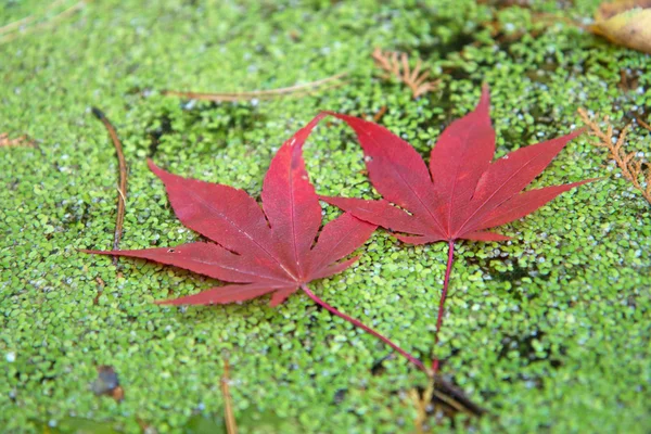 2 つの赤いカエデの葉. — ストック写真