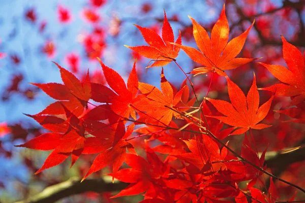 Folhas de bordo vermelhas. — Fotografia de Stock