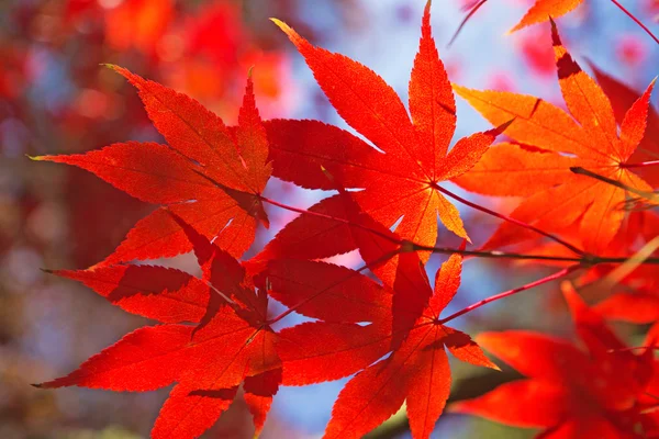 Rote Ahornblätter. — Stockfoto