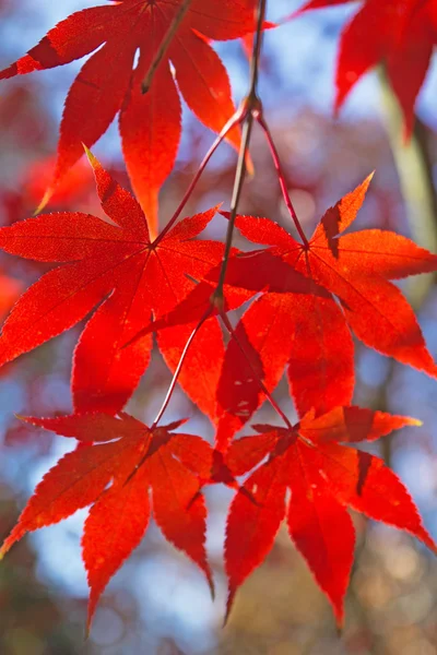 Folhas vermelhas de bordo. Verticalmente . — Fotografia de Stock