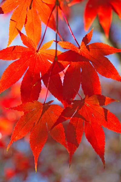 Hojas de arce rojo. Verticalmente . — Foto de Stock