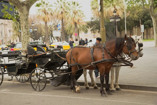 Horse-drawn carriage in Barcelona — Stock Photo, Image