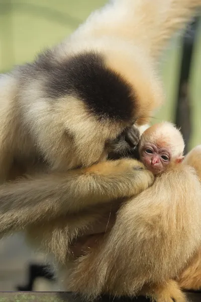 Macaco fêmea é kiising seu bebê — Fotografia de Stock