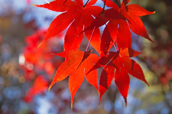 Hojas de arce rojo. Horizontalmente . — Foto de Stock