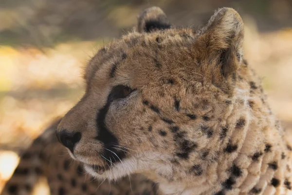 Vue rapprochée de la tête de guépard . — Photo