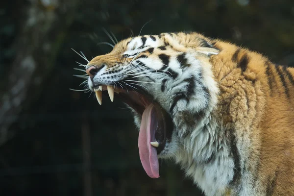 Kopf eines Tigers mit offenem Maul. — Stockfoto