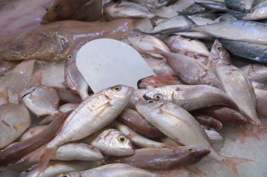 Sıralanmamış taze deniz ürünleri