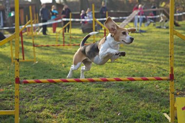 Beagle kaltak atlama