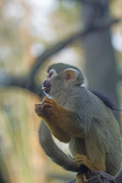 Macaco-esquilo comum . — Fotografia de Stock