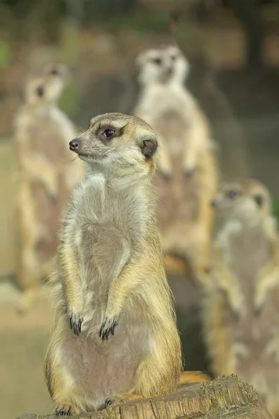 Grupa suricatta — Zdjęcie stockowe