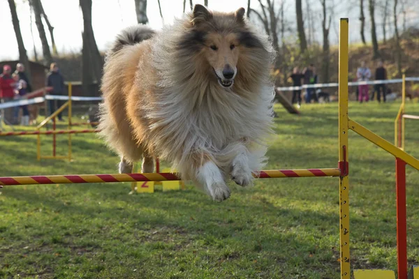 Collie Rough dog is jumping — Stock Photo, Image