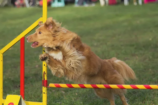 Brown dog is jumping — Stock Photo, Image