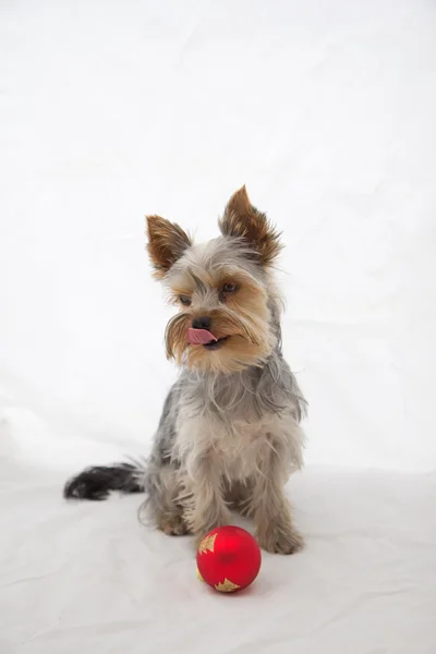 约克夏犬用红色圣诞球 — 图库照片