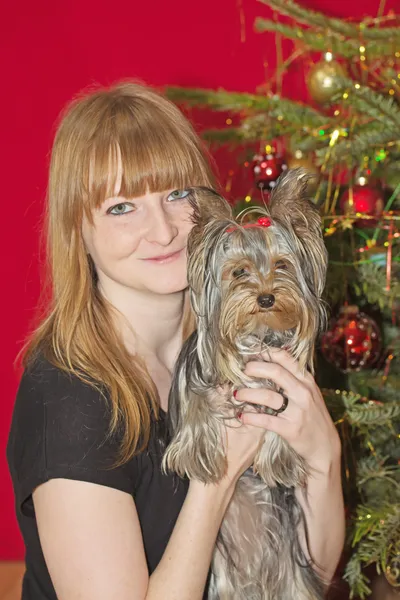 A kutya, mint a karácsonyi meglepetés — Stock Fotó