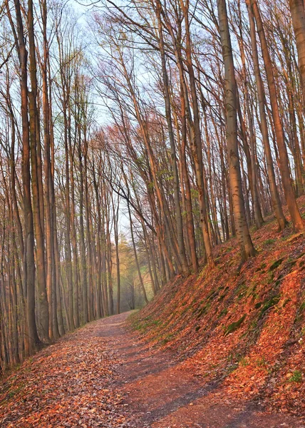 Gün batımında kayın orman yolu — Stok fotoğraf