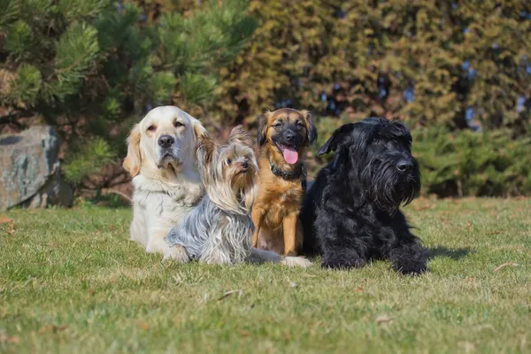 Um grupo de quatro cães de raças diferentes — Fotografia de Stock