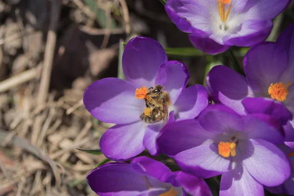 As abelhas estão polinizando a flor de açafrão — Fotografia de Stock