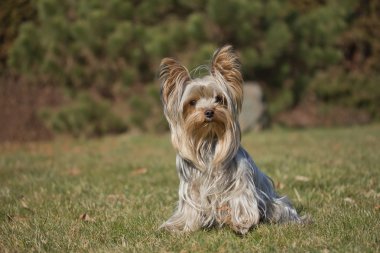 Yorkshire terrier açık havada.