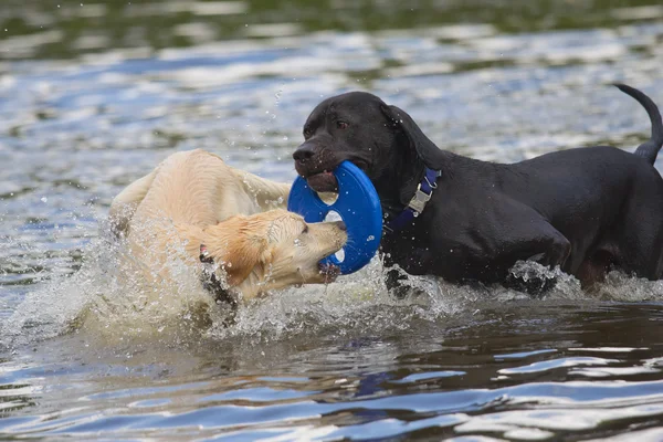 Cão preto e branco estão brincando na água . — Fotografia de Stock