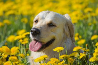 golden retriever başkanı