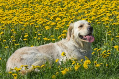 golden retriever karahindiba bir çiçek olarak çayır.