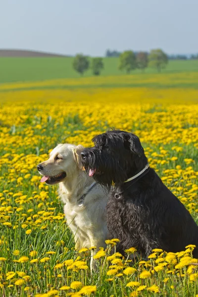 Black and white dog sitting on bloomiong dandelion meadow — Stock Photo, Image