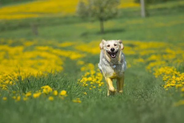 Golden retriever está correndo em direção à câmera — Fotografia de Stock