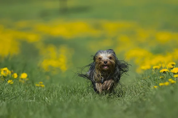 Yorkshire terrier läuft auf die kamera zu — Stockfoto