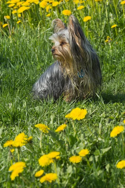 Filhote de cachorro terrier Yorkshire — Fotografia de Stock